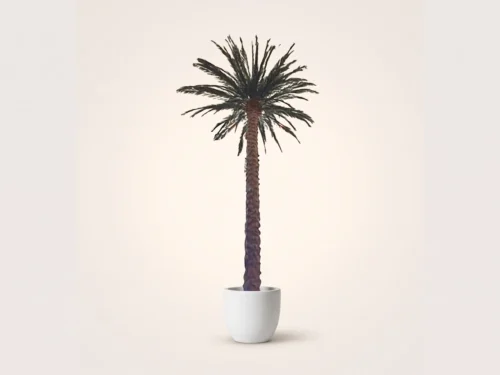 Date Palm Tree, Giant, Preserved ID# 10563