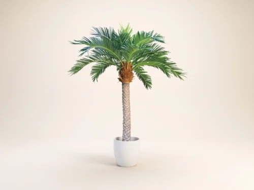 Date Palm Tree, Outdoor ID# PDCMX7