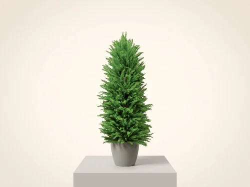 Cypress Tree, Pyramidal ID# CYPP96++