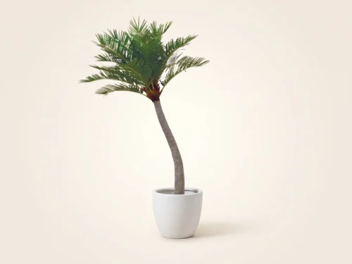Coconut Palm Tree, Preserved ID# 11387
