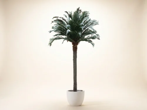 Coconut Palm Tree, 21', Preserved ID# 9795