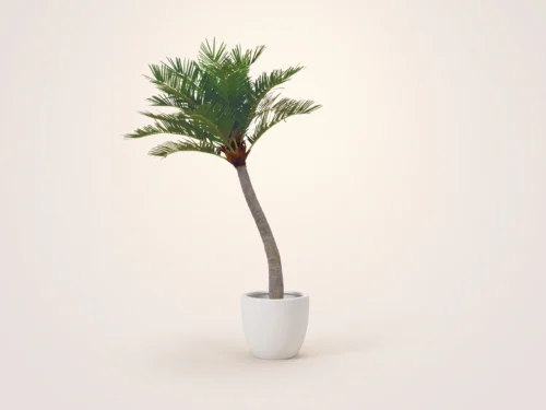 Coconut Palm Tree Curved ID# 11387