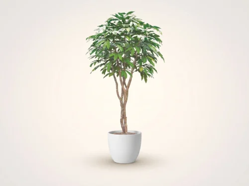 Chestnut Tree ID# 14714