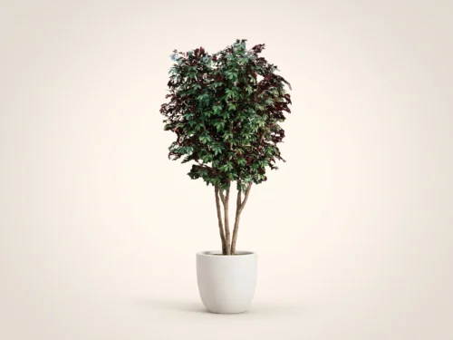 Cherry Tree, Red ID# RCCMX2