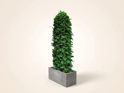 Cedar Column, Privacy Column ID# 4848