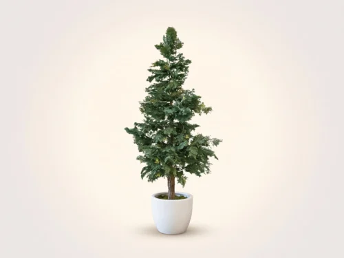 Cedar Tree ID# CED1X2
