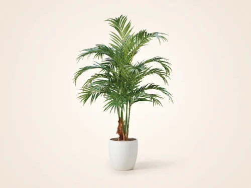 Butterfly Palm Tree ID# BUTC84