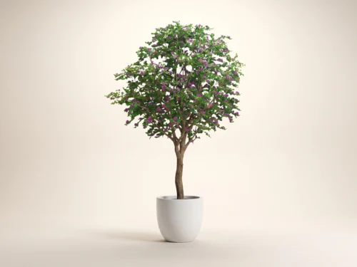 Bougainvillea Tree, Flowering ID# 14603