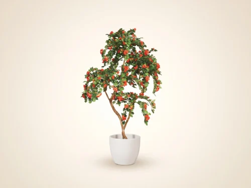 Bougainvillea Tree, Flowering, Tangerine ID# BOUM84