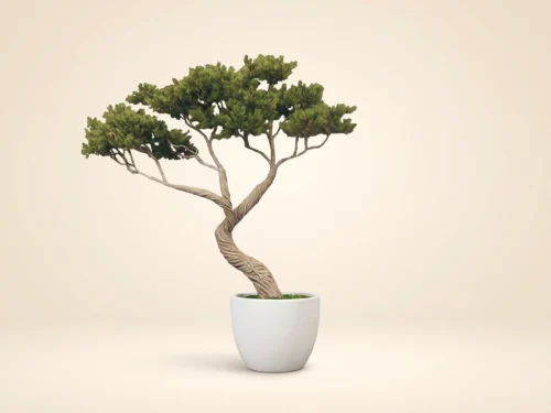Monterey Pine Bonsai Tree ID# 4300