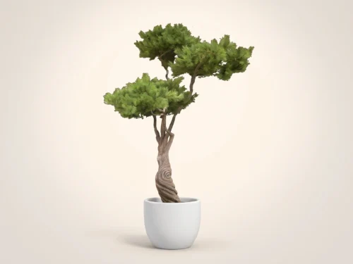 Japanese Bonsai Tree ID# 3178
