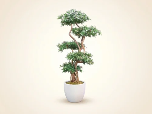Podocarpus Bonsai Tree ID# CUSTPOBX0