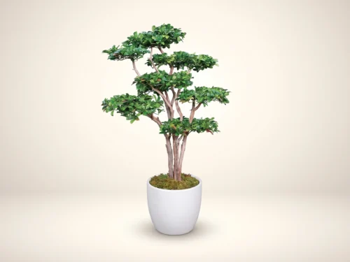 Hawthorn Bonsai Tree ID# 12459