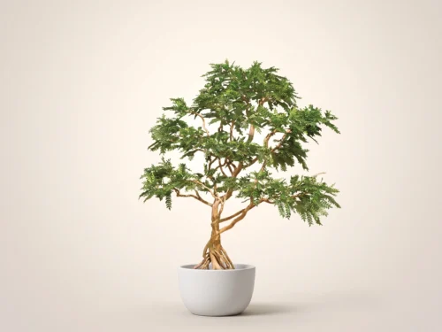 Acacia Bonsai Tree, Windswept ID# 101309