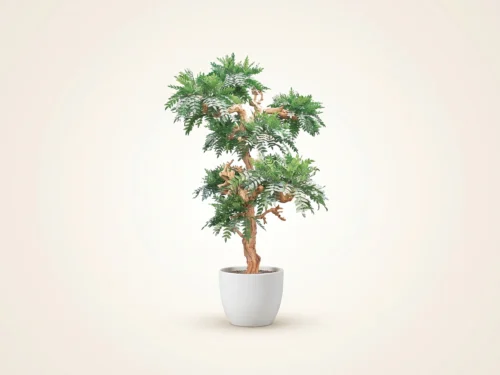 Acacia Bonsai Tree ID# 2519