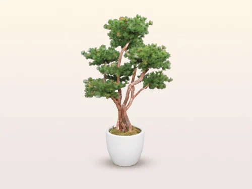 Rocky Mountain Pine Bonsai Tree ID# 12459