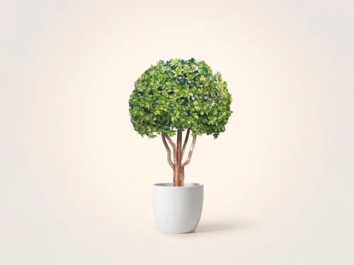 Azalea Bonsai Tree, Non-Flowering ID# 14207