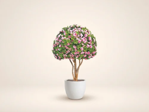 Azalea Bonsai Tree, Flowering ID# 13795