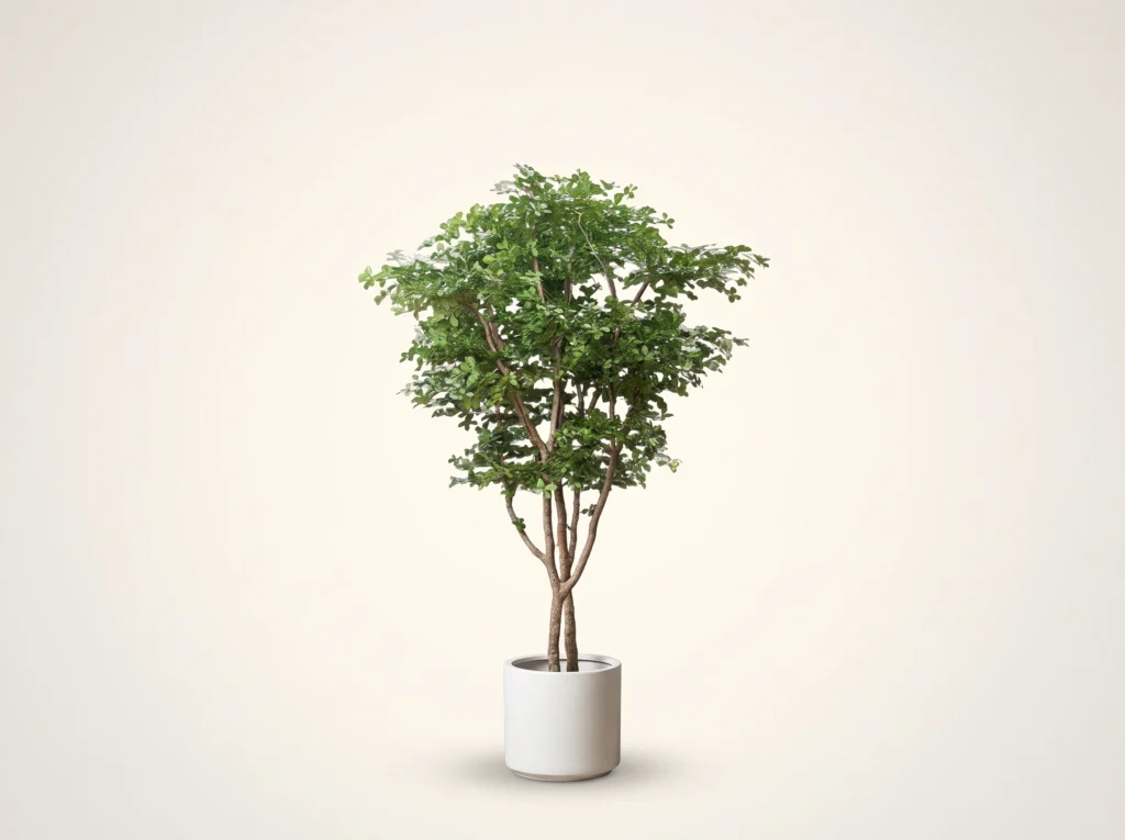 Faux Black Olive Tree