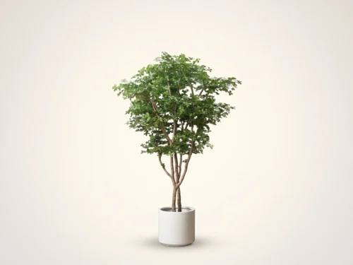 Black Olive Tree ID# BOCMX0