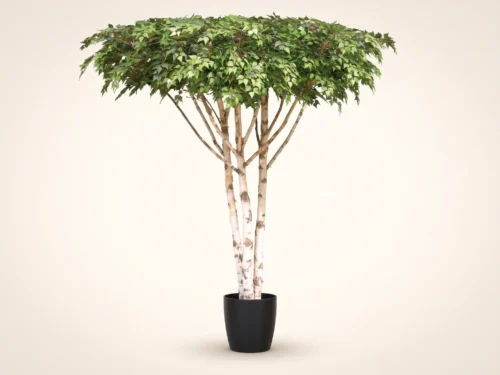 Birch Tree, Ceiling Tree ID# 14207