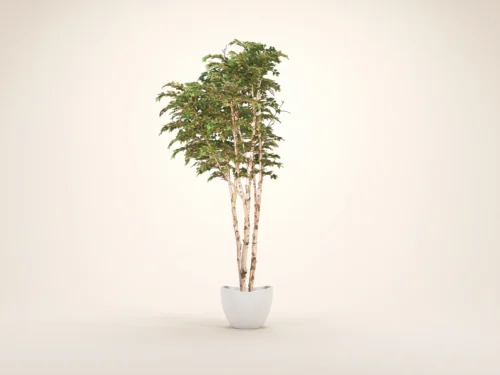 Birch Tree, Corner ID# CUSTBICX6