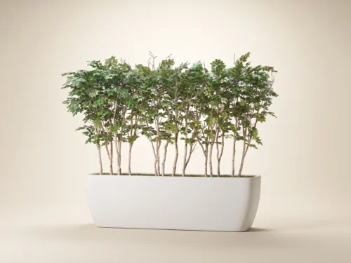 Paper Birch Grove, White ID# CUSTBIG72