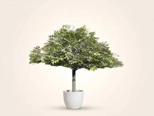 Bay Leaf Tree, Umbrella ID# 10036