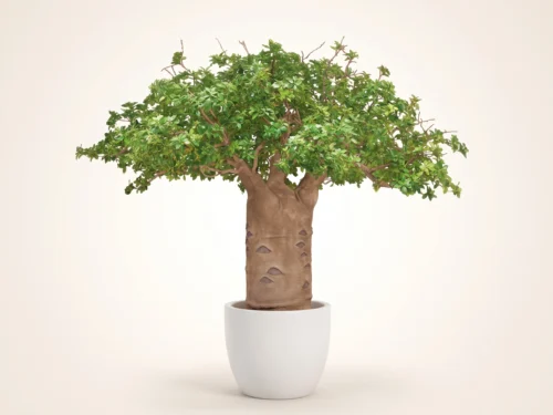 Small Leaf Baobab Tree ID# BSLFX2