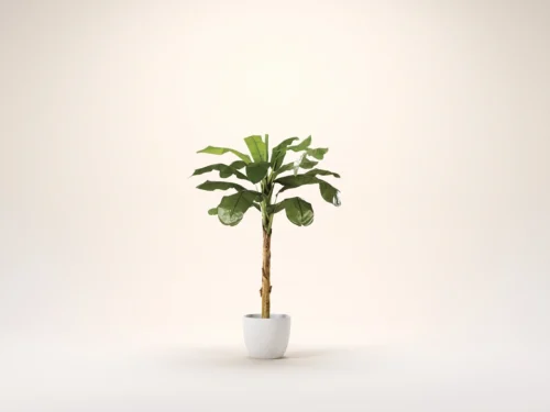 Banana Palm Tree ID# P3770-PS, P1770-PS, P2770-PS