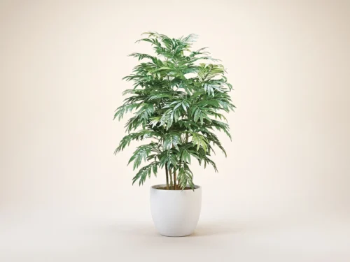 Bamboo Palm Tree, 5' ID# BPC60N