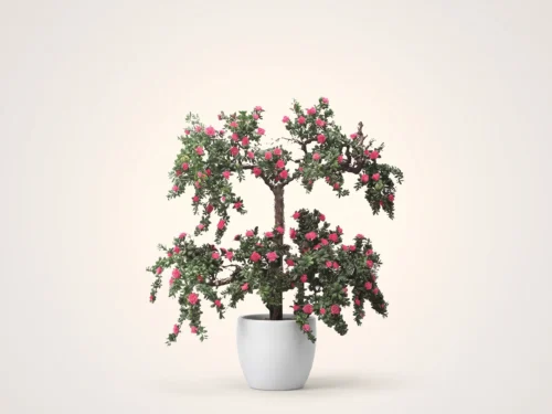 Espalier Azalea Tree, Beauty ID# AZAE96B+