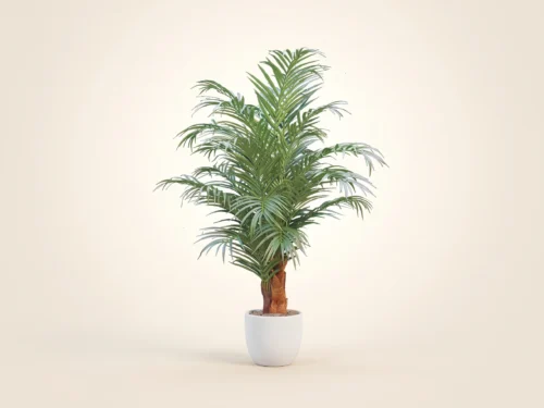 Areca Palm Tree ID# APCM07