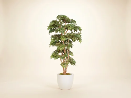 Ming Aralia Tree ID# AMCE72