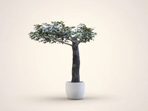 Apple Tree, Corner ID# CUSTFRAC96