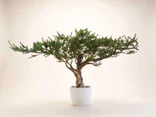 Ancient Pine Tree ID# 12398