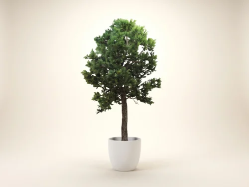 Aleppo Pine Tree ID# 4202