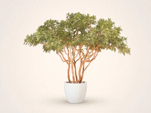 Acacia Tree ID# ACAEX8