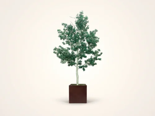 Aspen Tree, Single Stem ID# ASP1X6