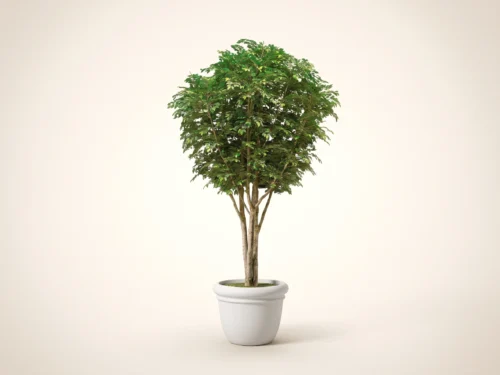 Benjamina Ficus Tree ID# FBCMX6